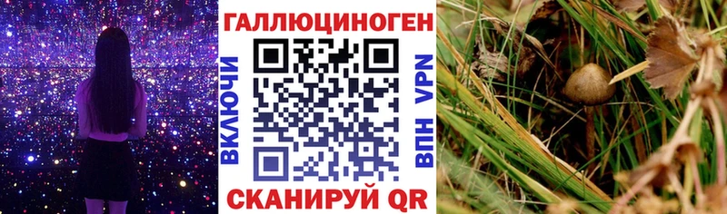 mega   Тогучин  Галлюциногенные грибы прущие грибы 